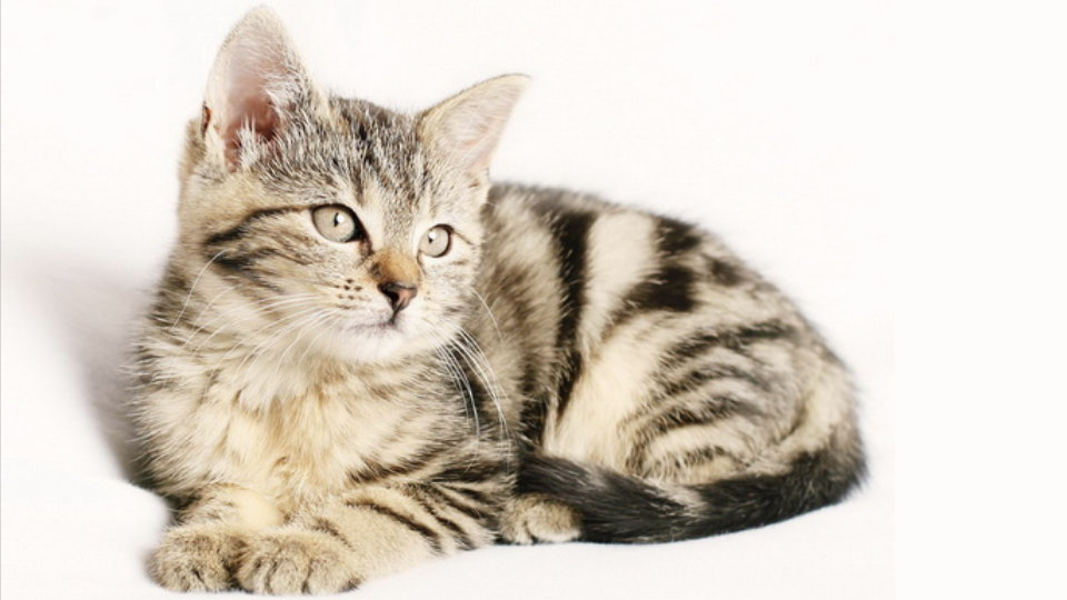Le chat et la fréquence 40 Hz