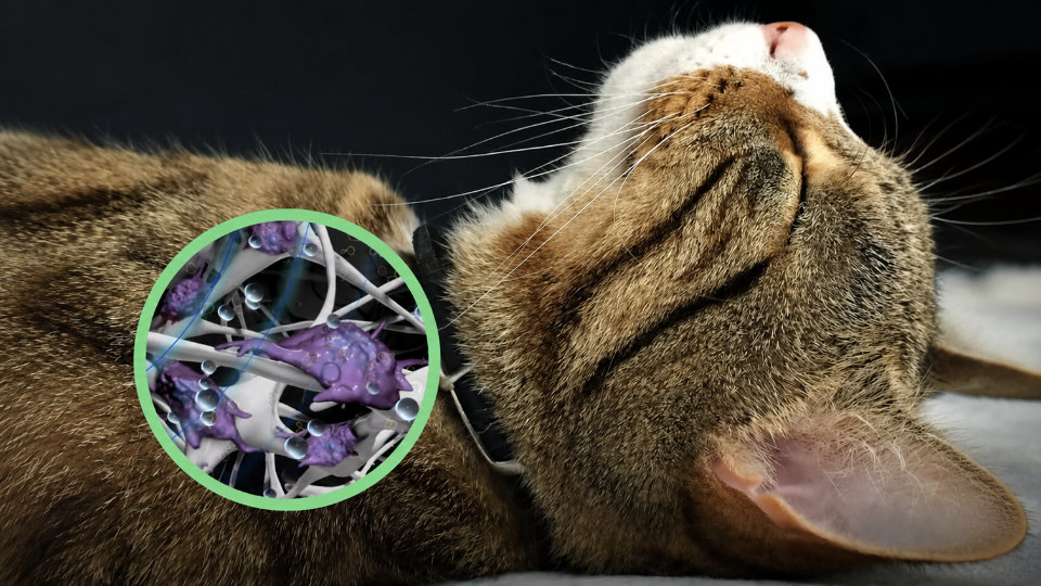 Le chat guérisseur — le ronronnement et la réparation osseuse